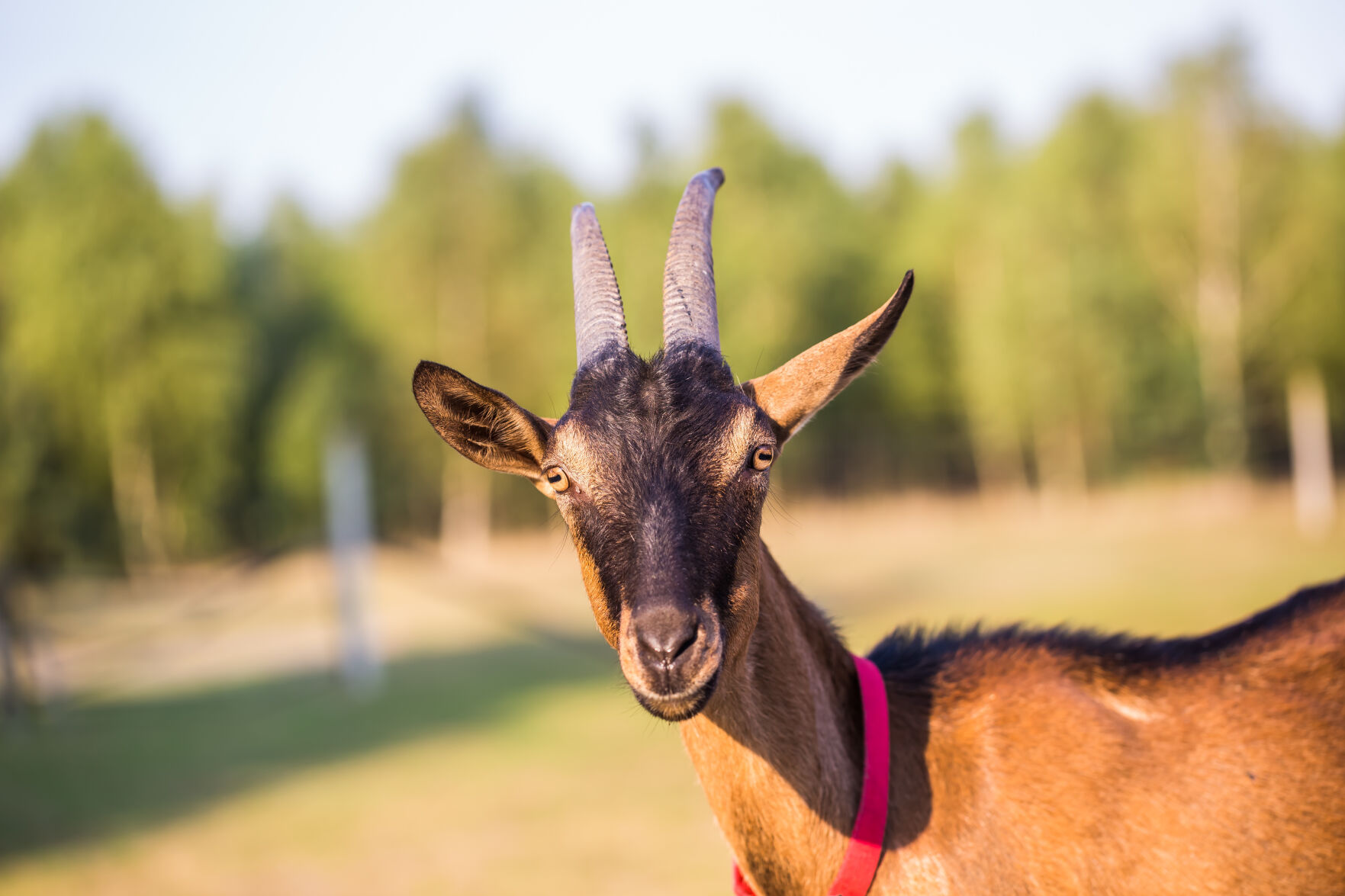 Brown goat